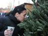 В Костроме началась продажа живых новогодних елей