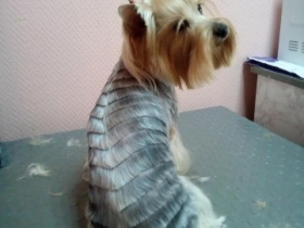 Ветеринар в Костроме, лечение животных, анализы, корма, витамины Ветеринар в Костроме, лечение животных, анализы, корма, витамины