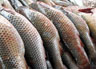 В регионе вводится запрет на продажу свежей речной рыбы