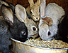 Успехи кролиководства в Костроме