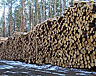 Возрождение лесной промышленности