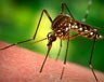 3-х костромичей комары заразили червями