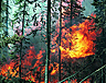 Крупные лесные пожары в области