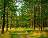 Работа административной комиссии при департаменте лесного хозяйства позволила вернуть в бюджет порядка 28 млн. рублей