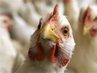 В Костроме проходит ликвидация очага гриппа птиц